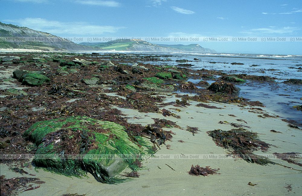 Seaweed on beach with coastline, Lyme Regis, Dorset