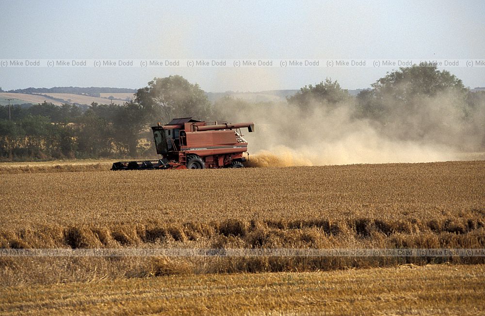 Harvesting cereal with combine harvester, considerable dust coming out the back.  near Bedford