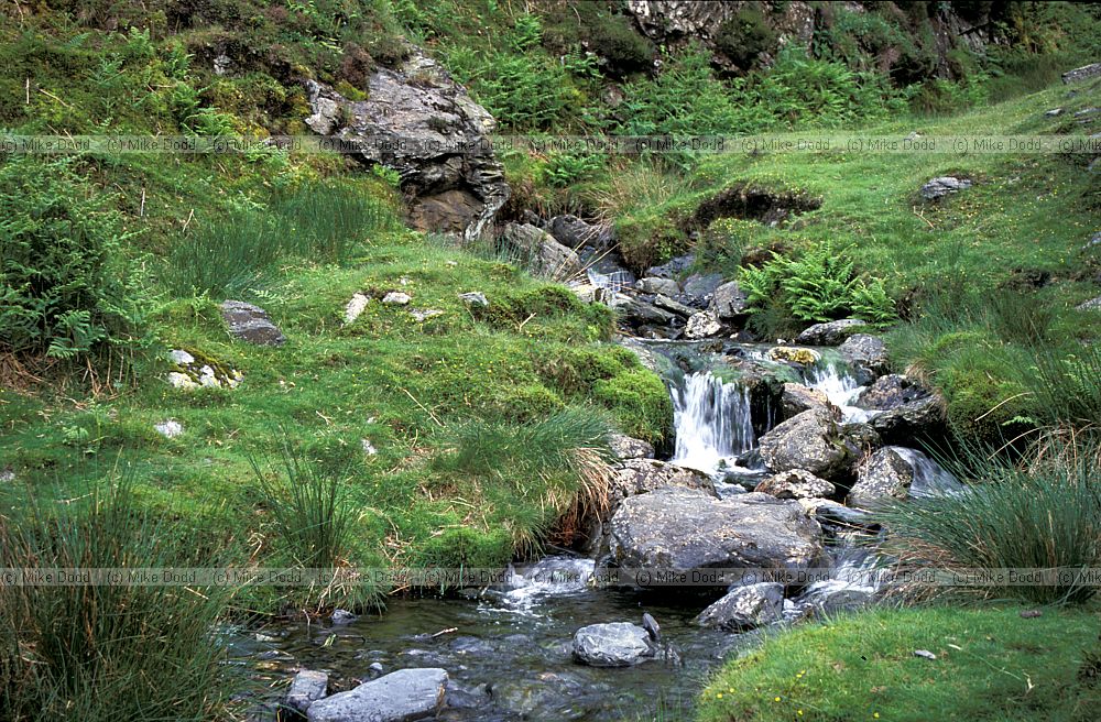 Stream Blencathra, Lake District