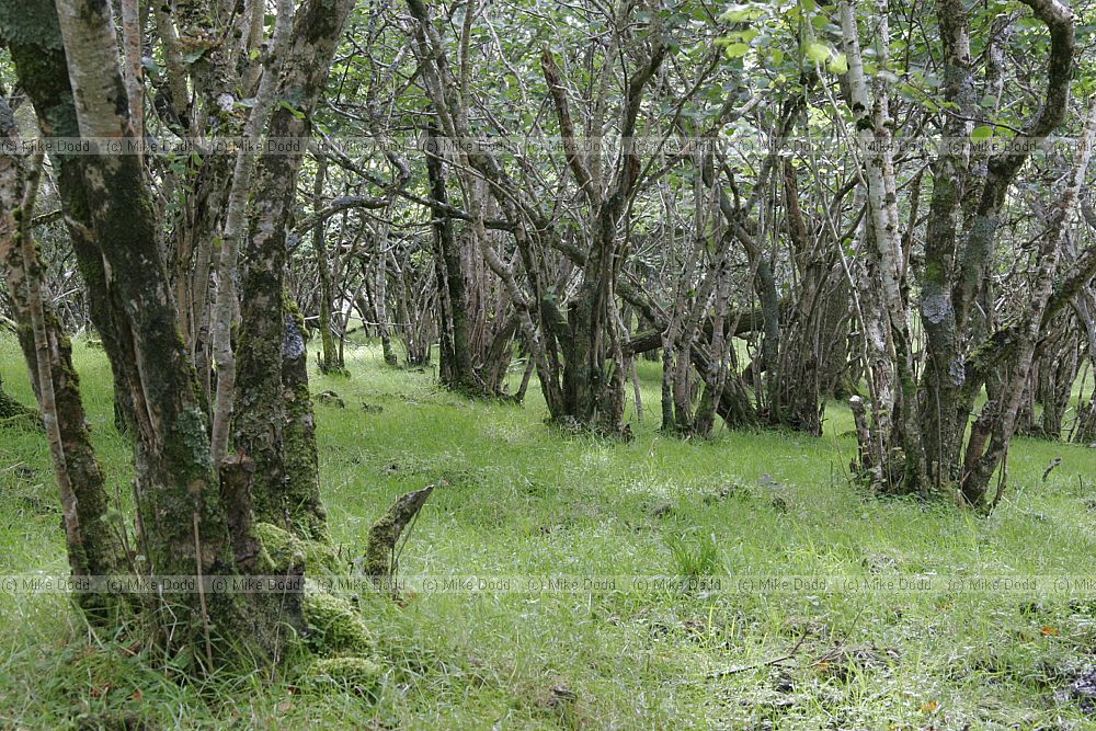 Corylus avellana Hazel coppaced woodland with abundant lichens Tokavaig