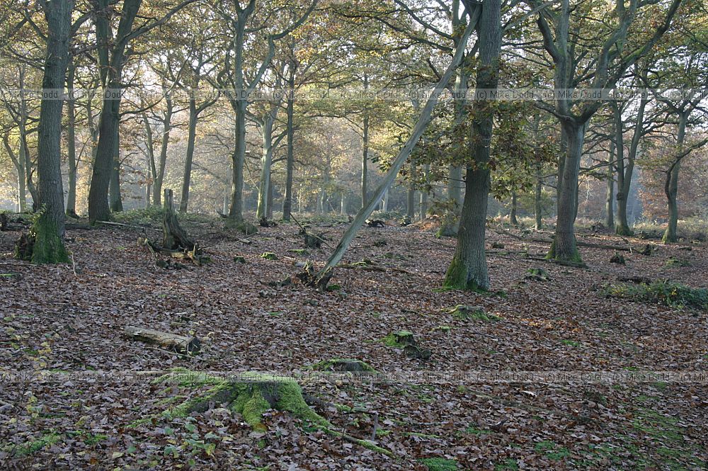 Oak woodland in autumn