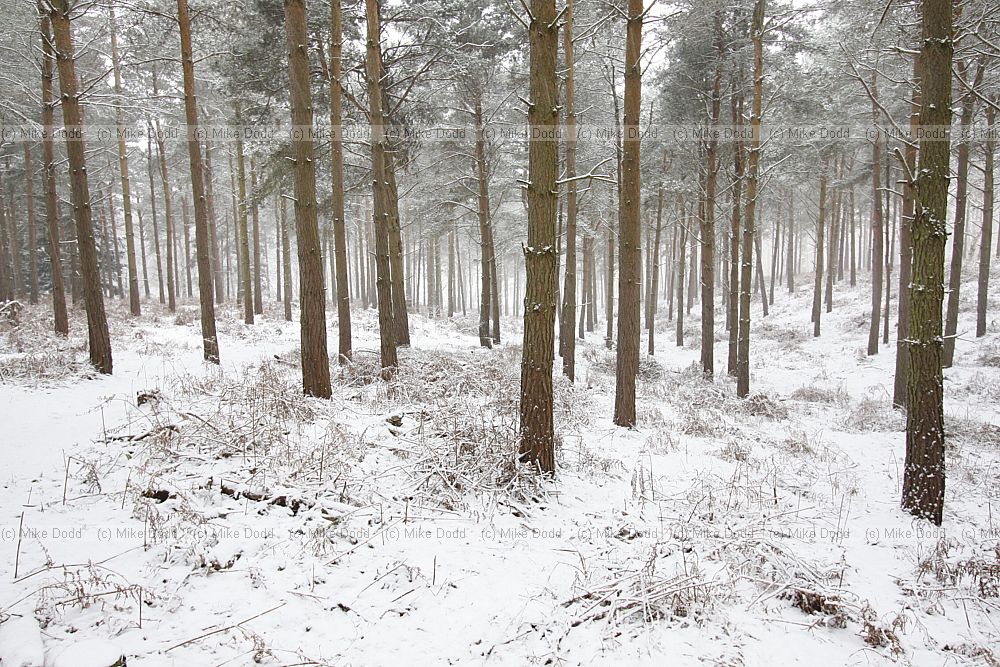 Snowy pine trees in kings wood