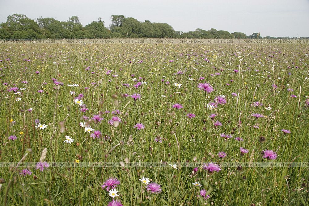 Species rich flowery meadow
