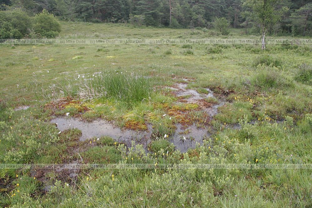 Sphagnum bog with bog plants and wet flush