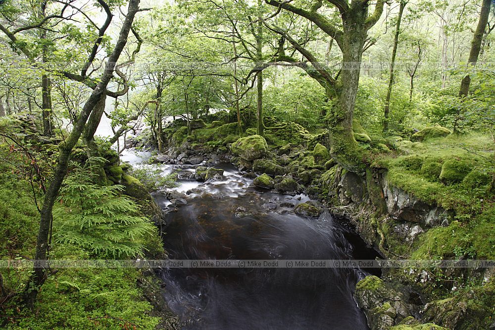 Stream in very green forest during rain