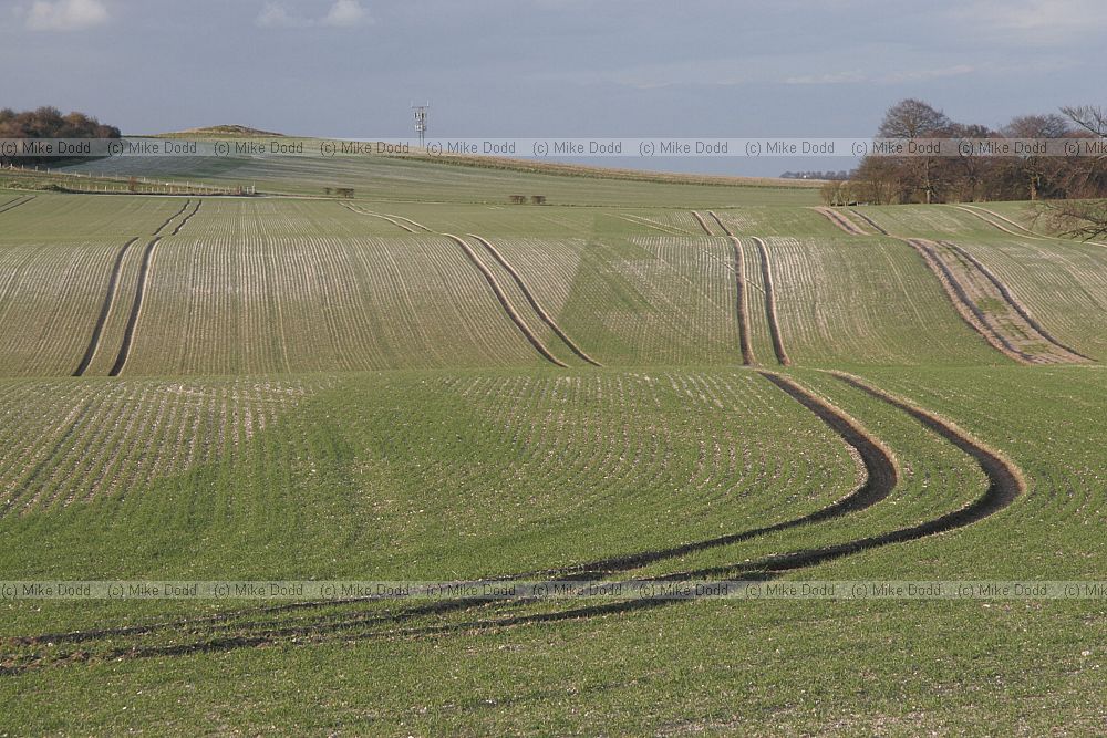Tramlines in newly emerged cereal crop on chalky soil