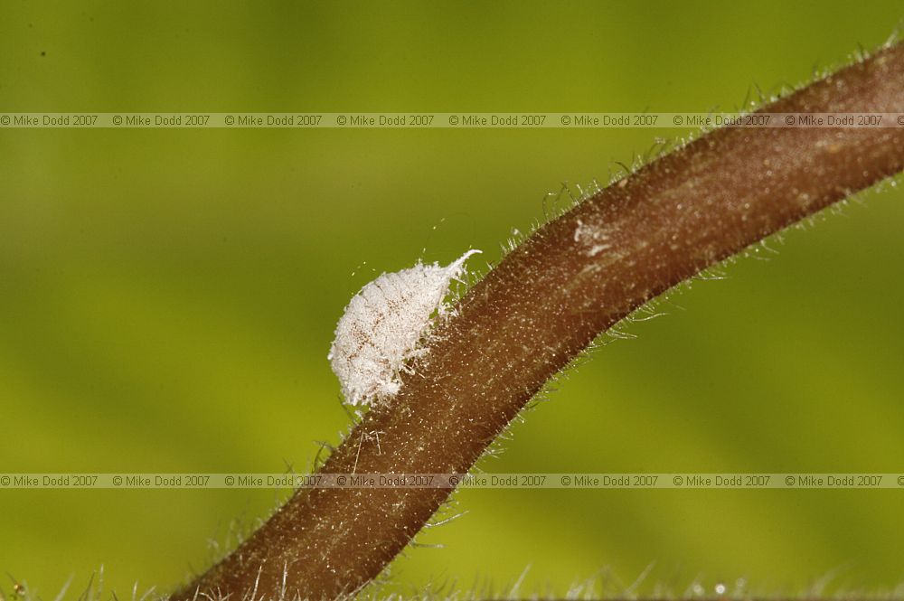 mealy bug on streptocarpus
