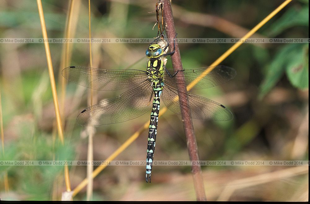Aeshna cyanea Southern hawker dragonfly
