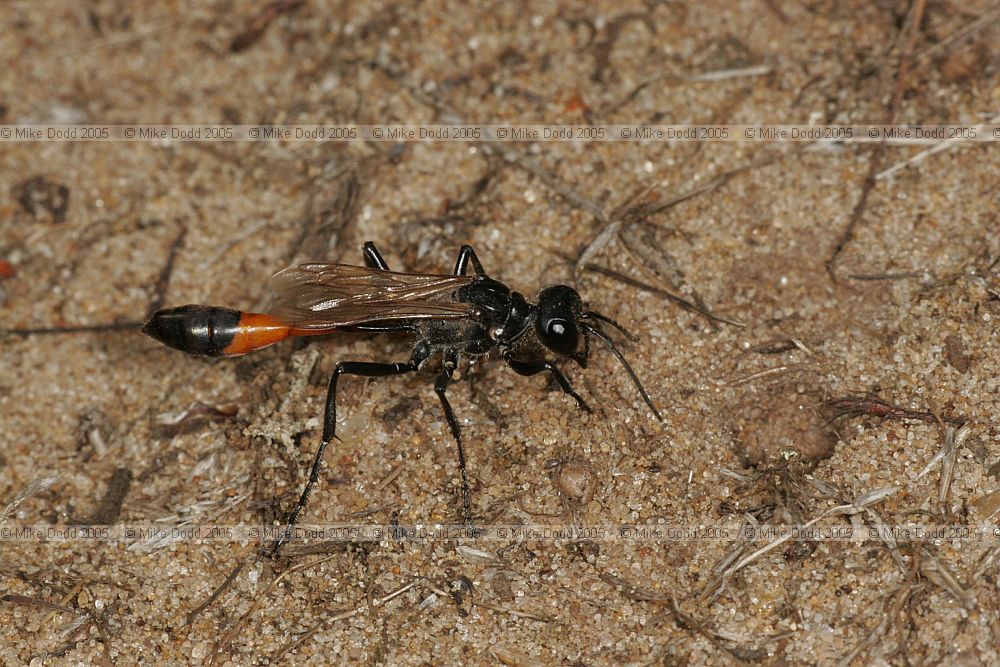 Ammophila sabulosa a sand wasp