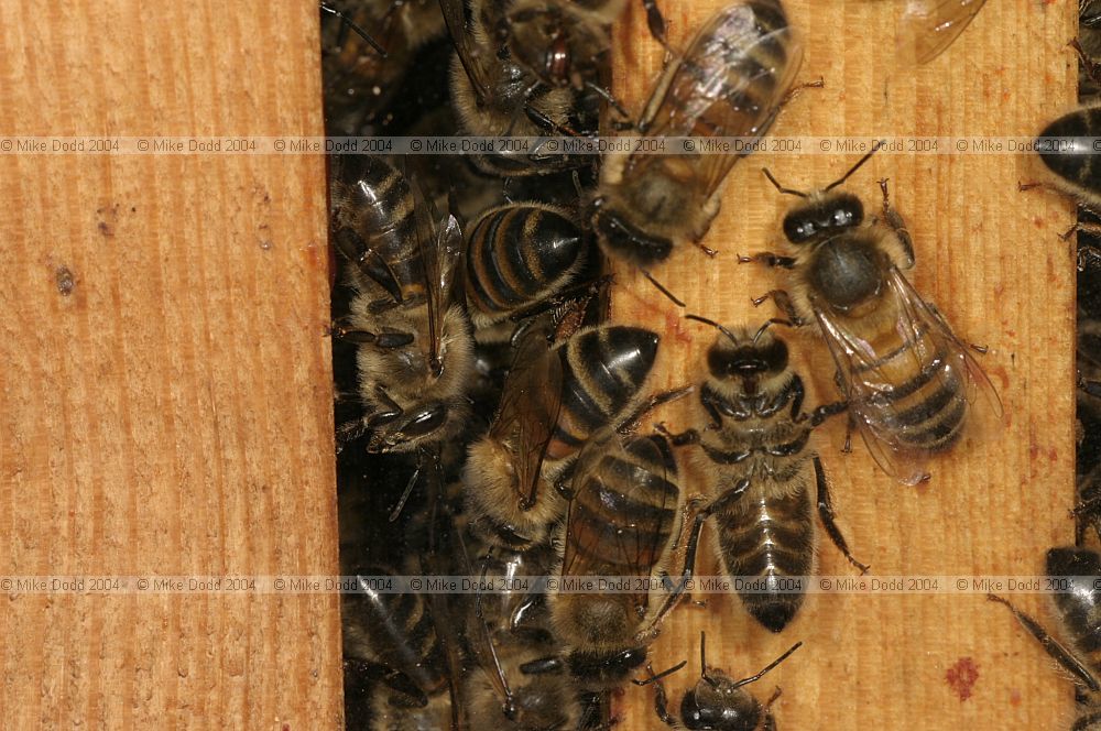 Apis mellifera Honey bees
