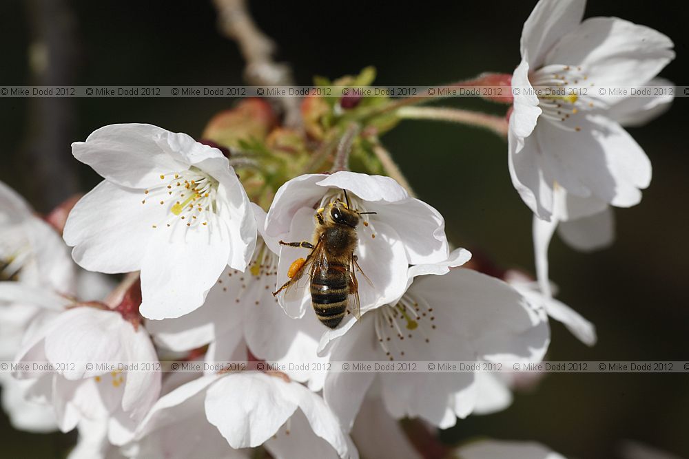 Apis mellifera Honey Bee