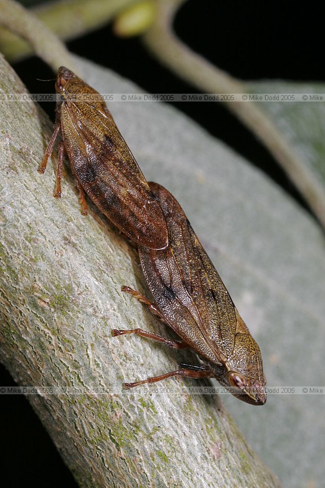 Aprophora salicina froghopper bug