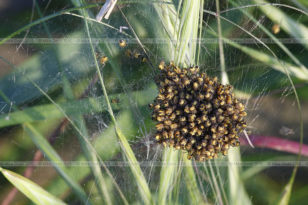 Araneus diadematus Garden cross spiderlings in a ball (?)