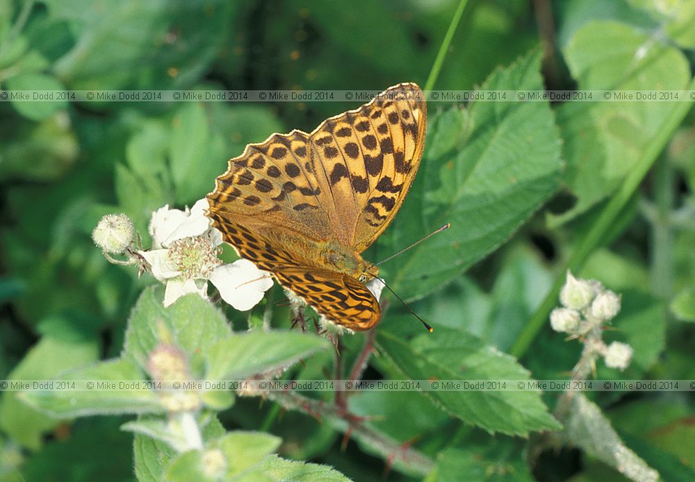 Argynnis paphia Silver washed fritillary butterfly