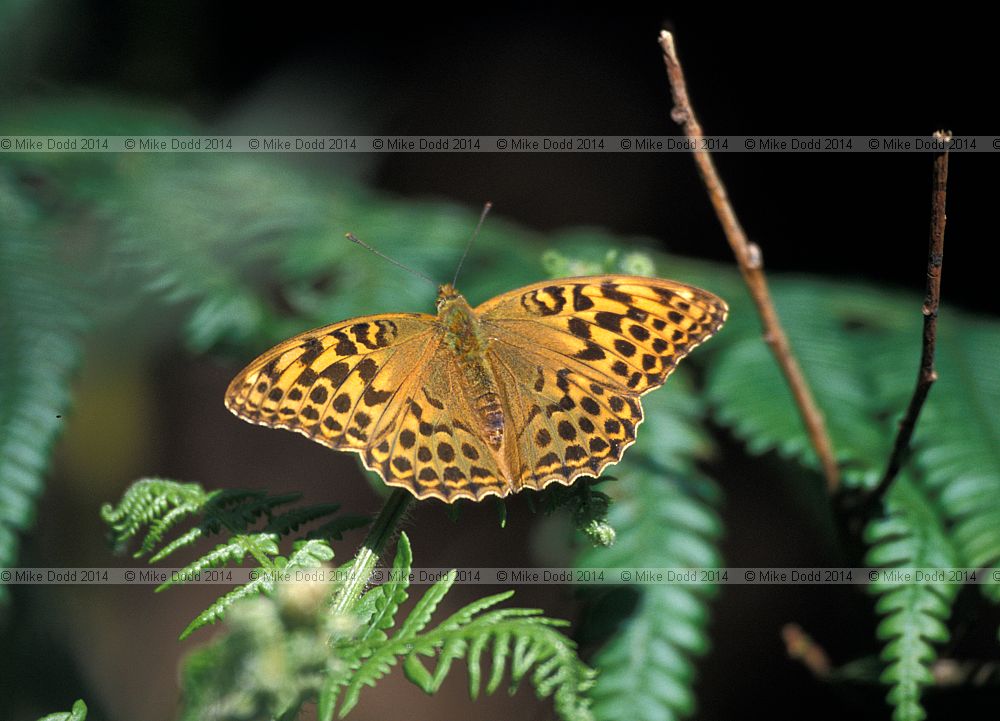 Argynnis paphia Silver washed fritillary butterfly