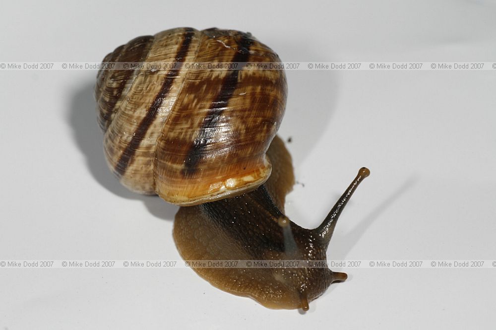 Arianta arbustorum Copse snail