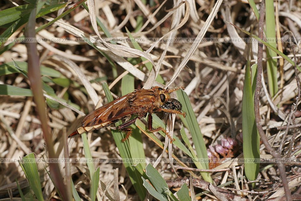 Asilus crabroniformis Robber fly