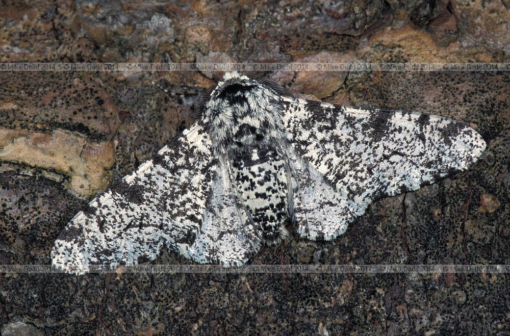 Peppered moth non melanic form Biston betularia