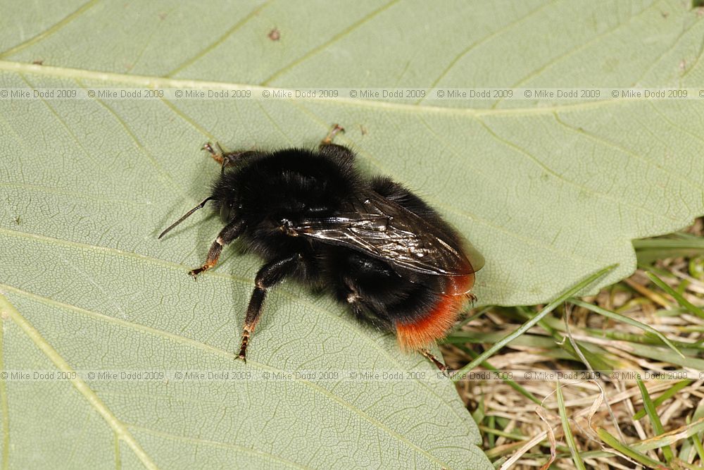 Bombus lapidarius Large Red Tailed Bumble Bee