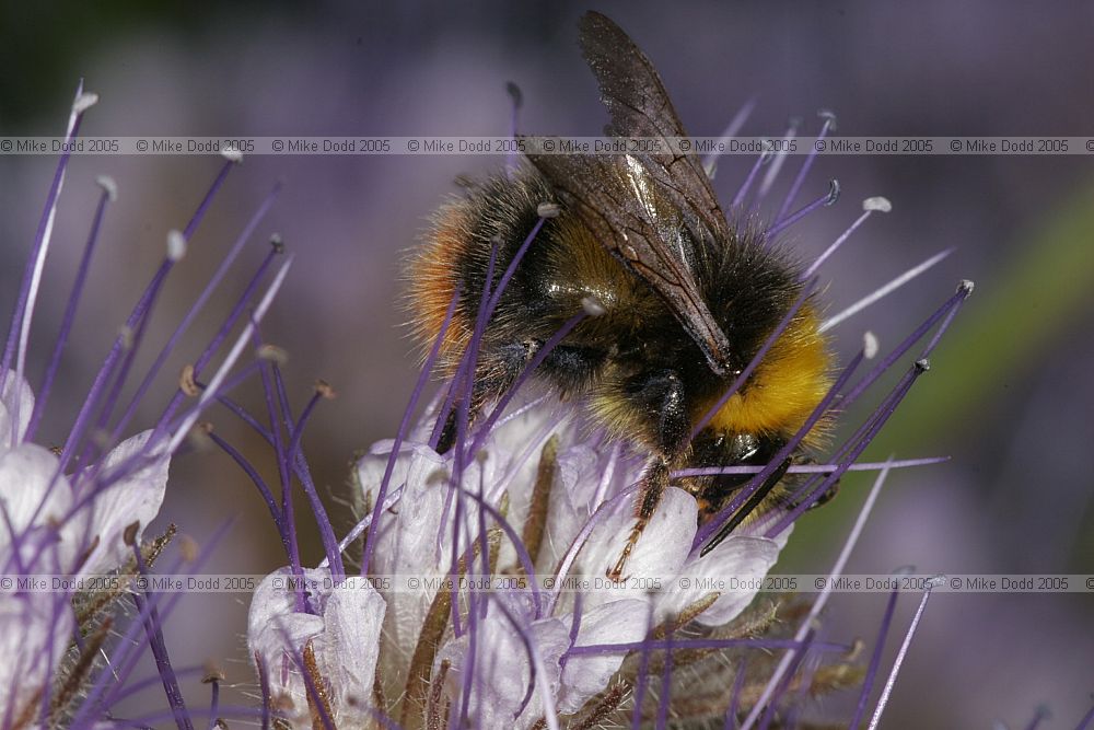 Bombus pratorum Early Bumble Bee