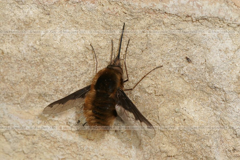 Bombylius major Bee-fly