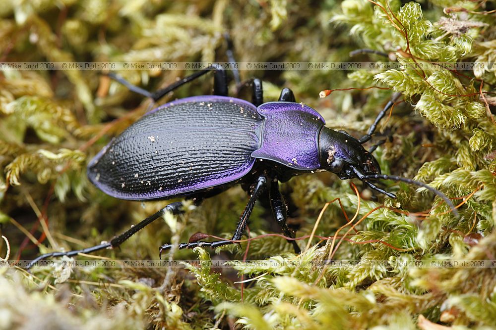 Carabus problematicus a violet ground beetle