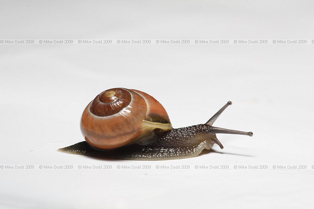 Cepaea nemoralis Banded snail P0