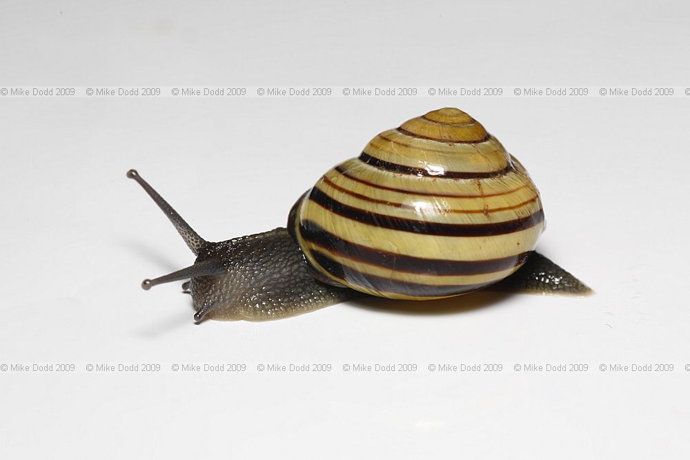 Cepaea nemoralis Banded snail Y5