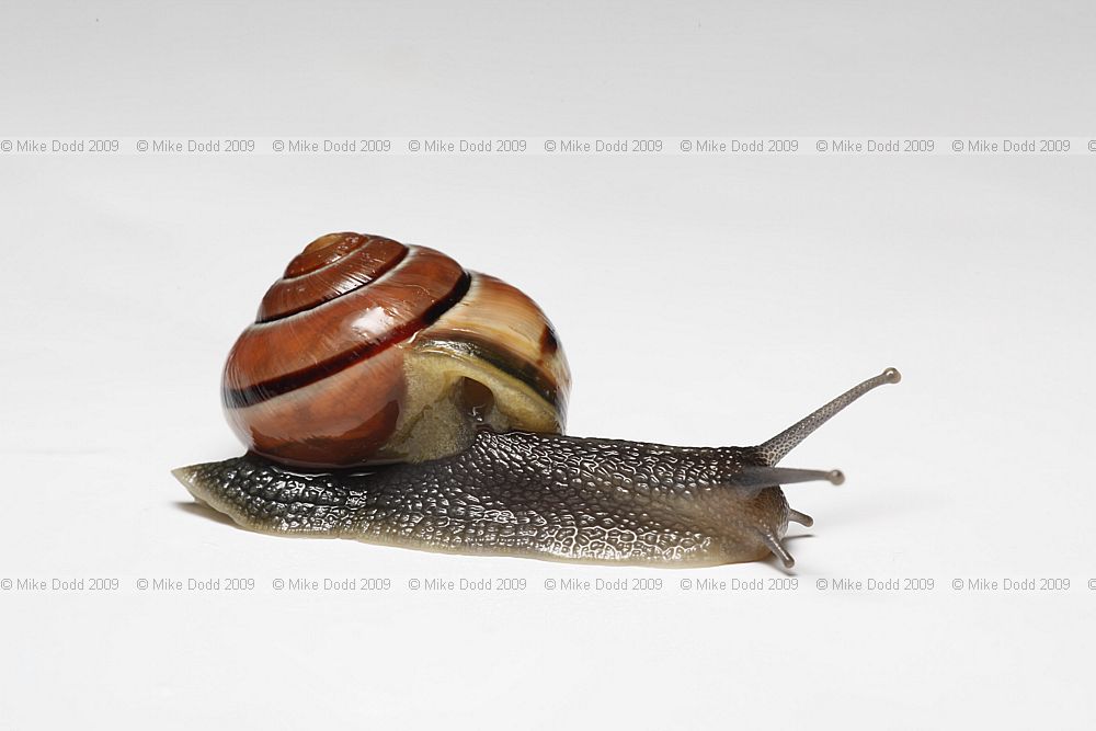 Cepaea nemoralis Banded snail P3