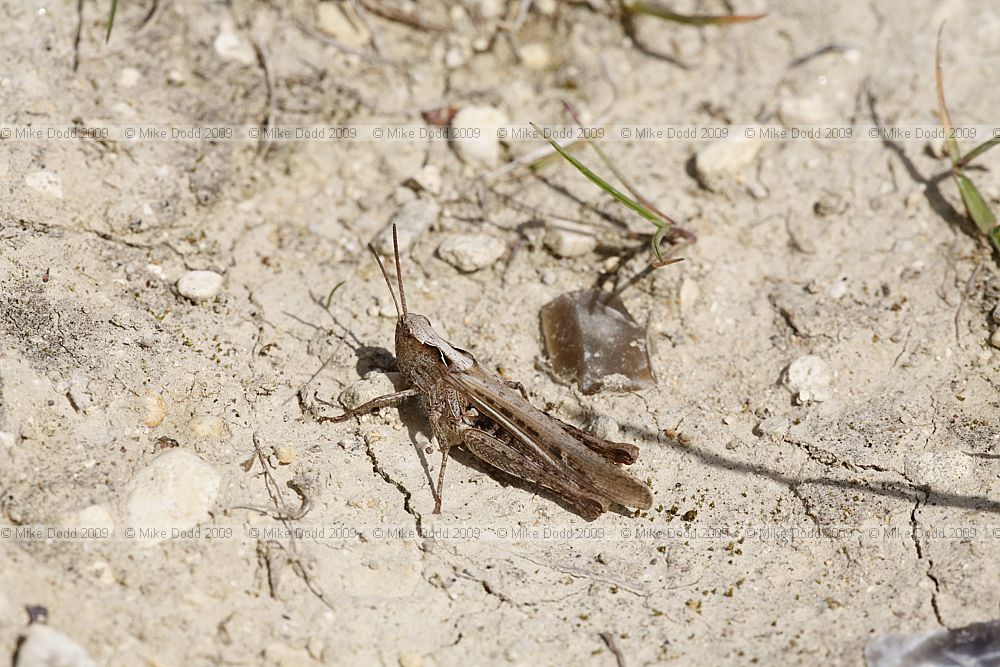 Chlorthippus brunneus Field grasshopper