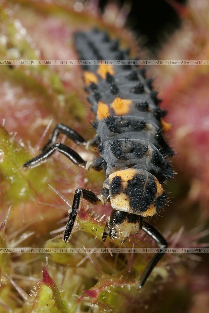 Coccinella_7-punctata 7-spot ladybird larva