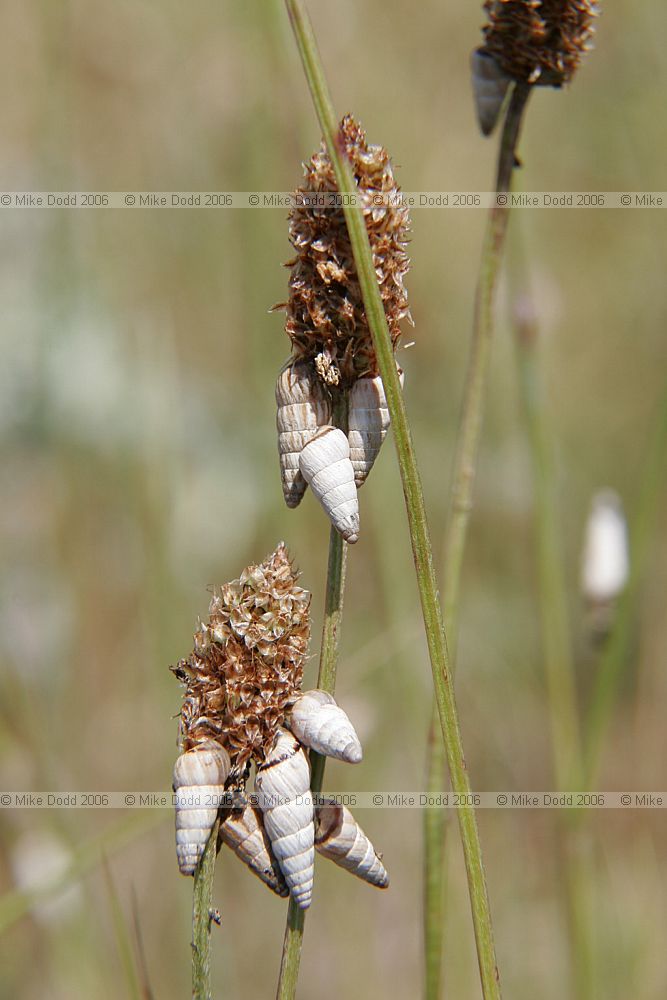 Cochlicella acuta Point Snails on Plantain seedheads in sand dunes by the sea