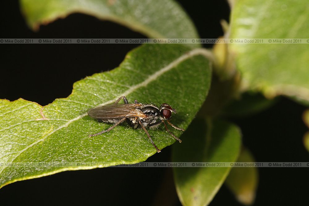 Cordilura a scathophagid fly