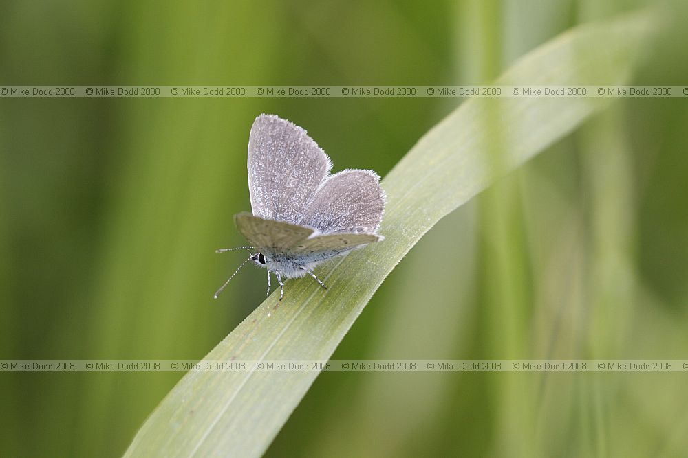 Cupido minimus Small blue butterfly