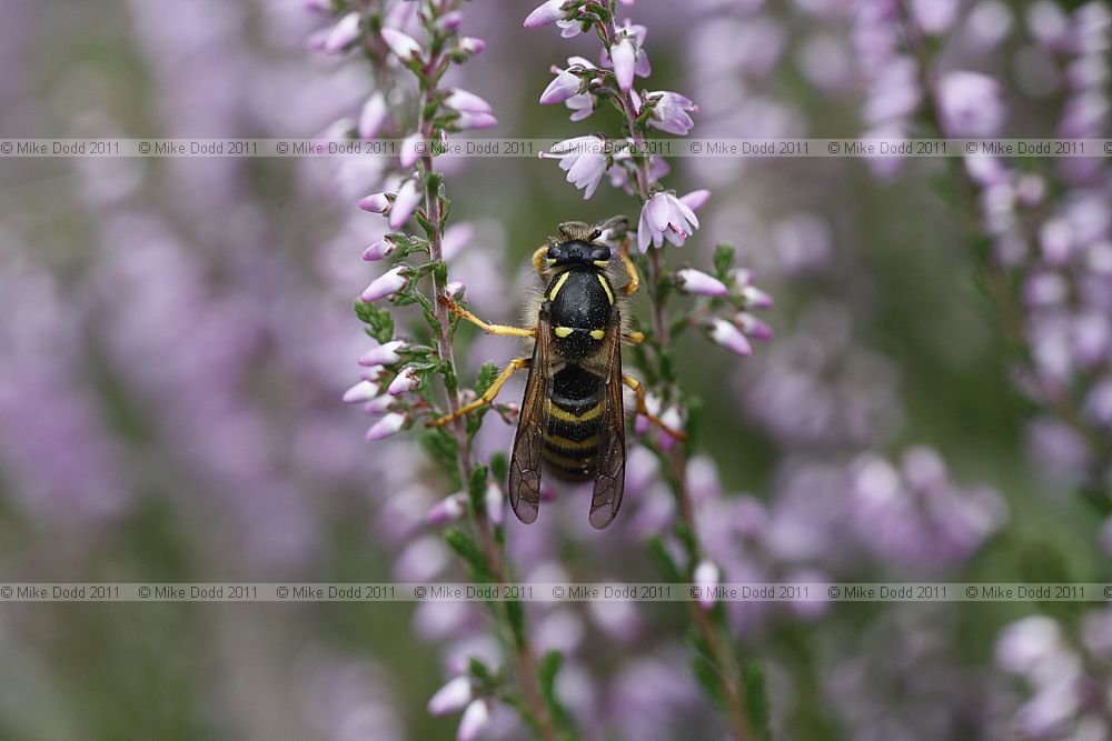 Dolichovespula sylvestris Tree Wasp