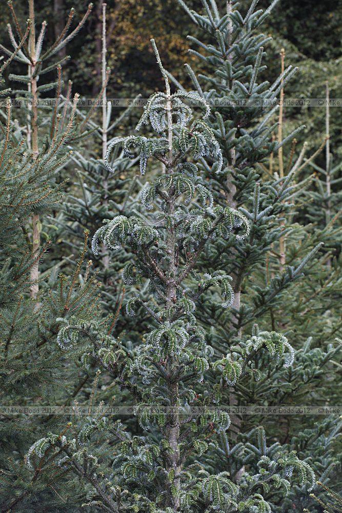 Abies fraseri affected by European fir trunk louse, Chermes (Dreyfusia) piceae