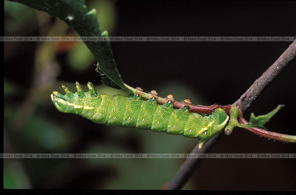 Kentish glory moth catterpillar Endromis versicolora