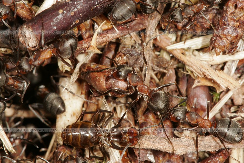 Formica rufa Wood ants
