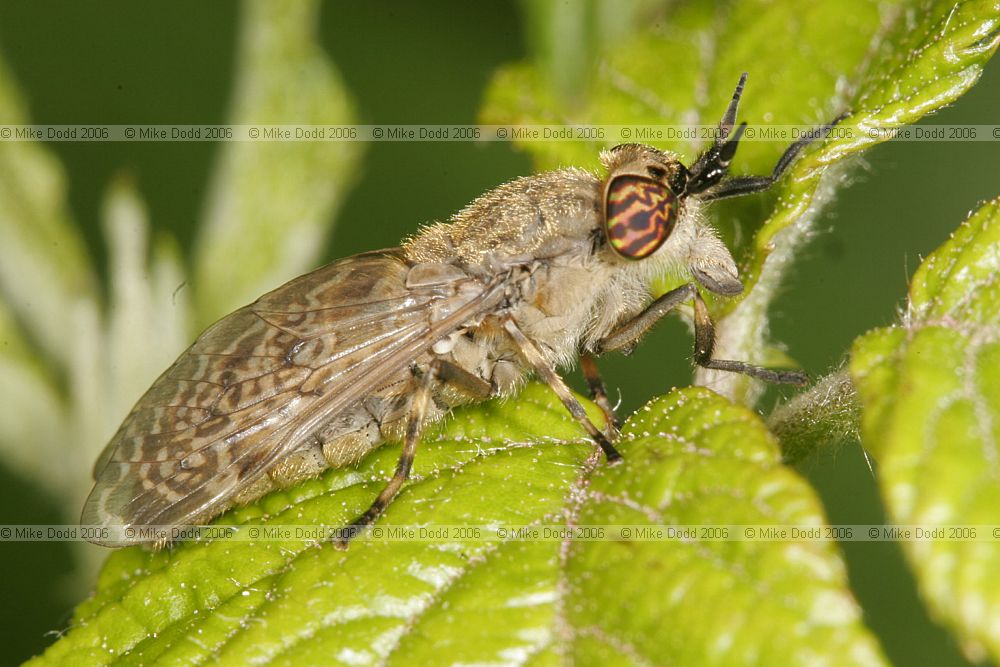 Haematopota pluvialis Cleg-fly
