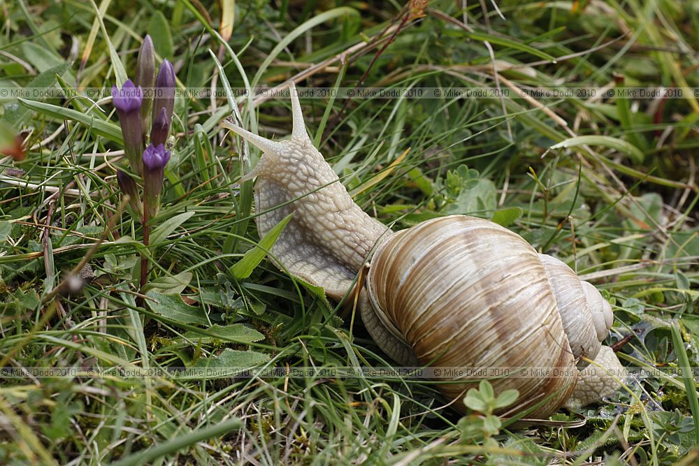 Helix pomatia Roman Snail
