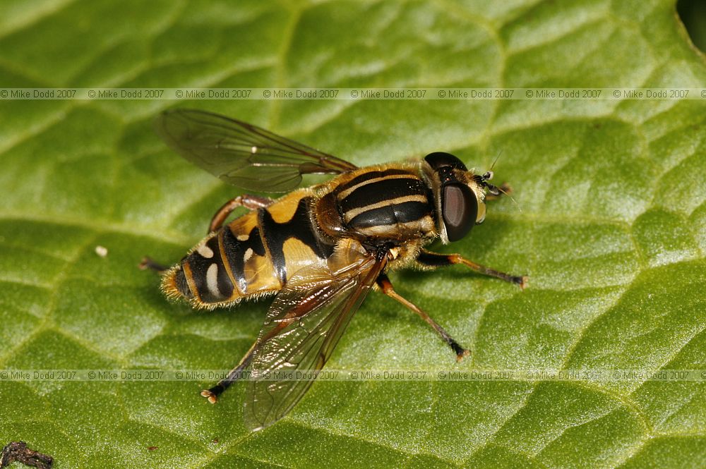 Helophilus pendulus hover-fly
