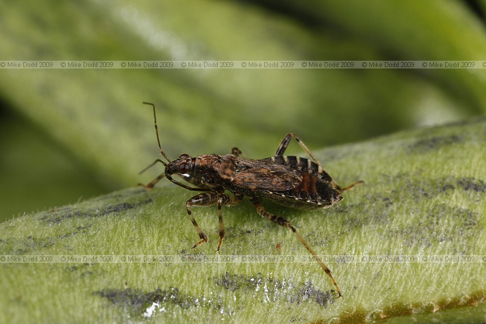Himacerus mirmicoides Ant Damsel Bug