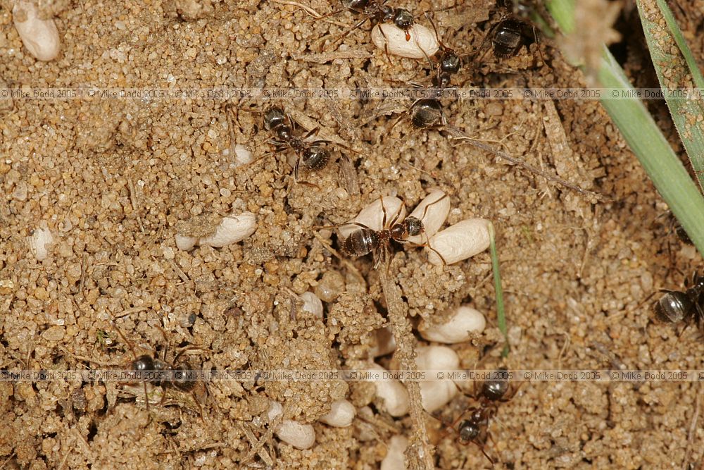 Lasius niger Black Garden Ant