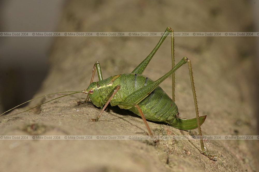 Leptophyes punctatissima Speckled bush cricket female