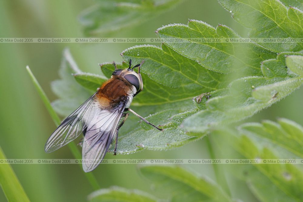 Leucozona lucorum hover-fly