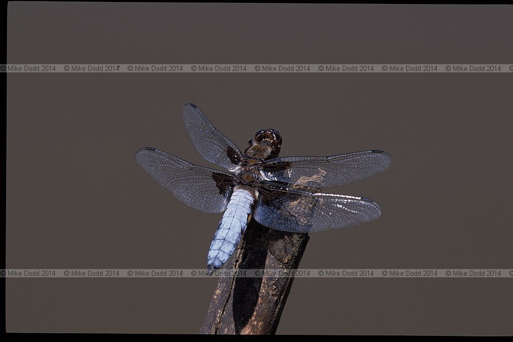 Libellula depressa Broad-bodied chaser dragonfly male