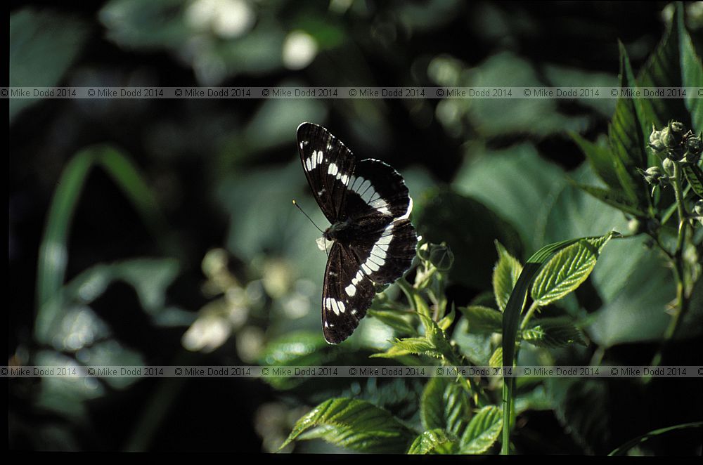 Limentitis camilla White admiral butterfly