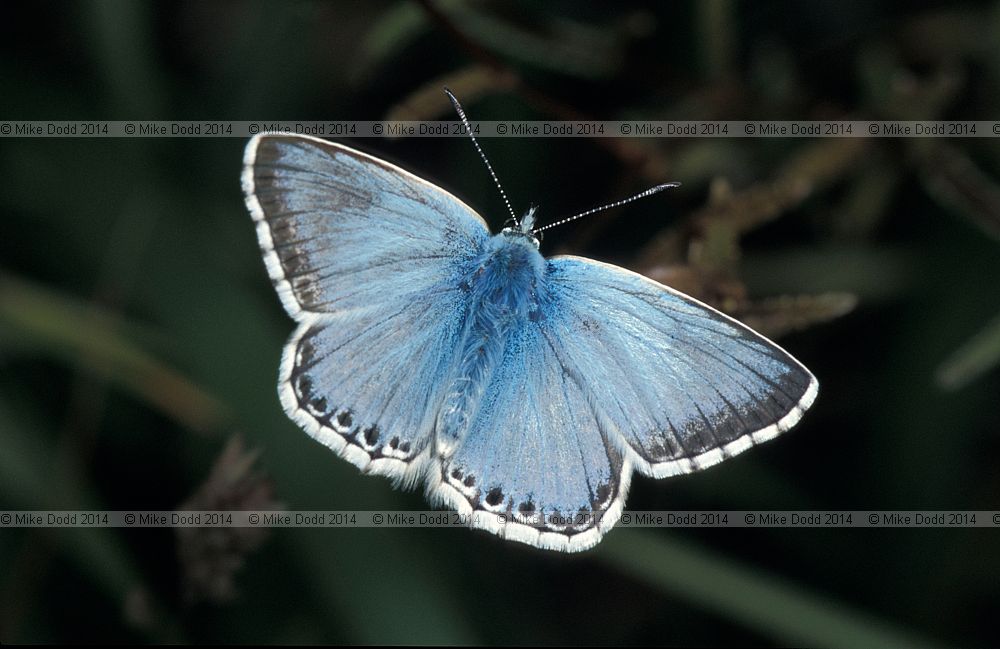 Lysandra coridon Chalkhill blue butterfly male