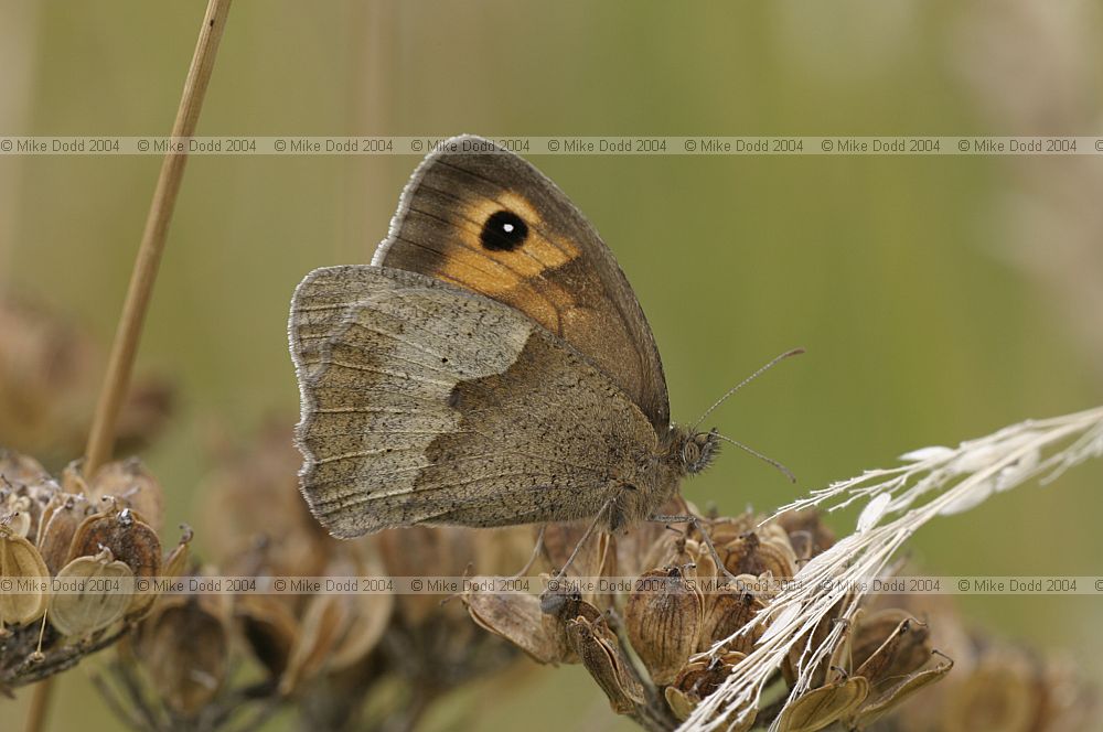 Maniola jurtina Meadow brown butterfly