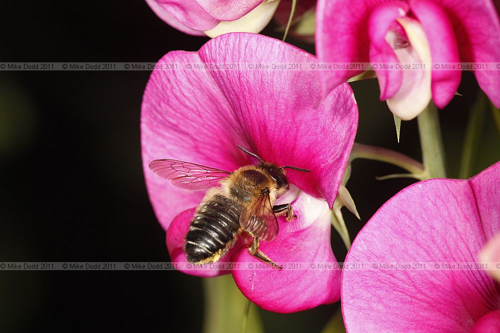 Megachile leafcutter bee